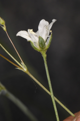 Eremogone ferrisiae