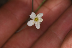 Eremogone ferrisiae