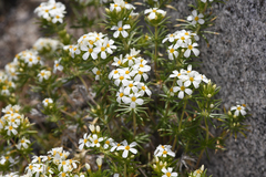 Leptosiphon nuttallii