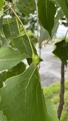 Pemphigus populicaulis