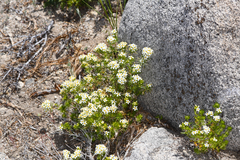 Leptosiphon nuttallii