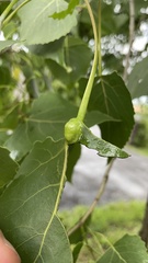 Pemphigus populicaulis