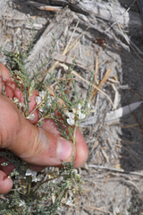 Astragalus johannis-howellii