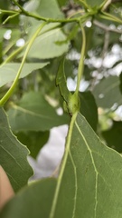 Pemphigus populicaulis