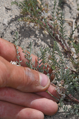 Astragalus johannis-howellii
