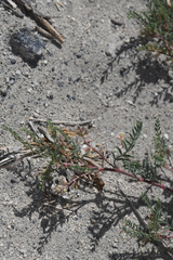 Astragalus johannis-howellii