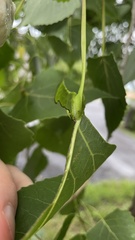 Pemphigus populicaulis