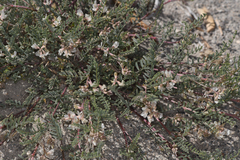 Astragalus johannis-howellii