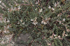 Astragalus johannis-howellii