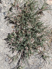 Astragalus johannis-howellii