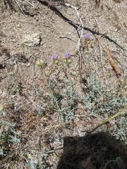 Monardella linoides sierrae