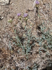 Monardella linoides sierrae