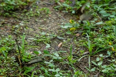 Pachliopta liris