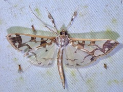 Polythlipta divaricata