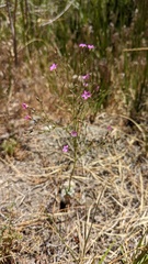 Gilia cana