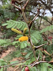 Vachellia collinsii