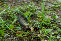 Pachliopta liris