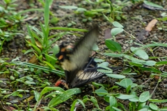 Pachliopta liris