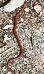 Euprepiophis conspicillata