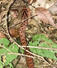 Euprepiophis conspicillata