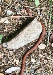 Euprepiophis conspicillata