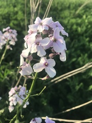 Hesperis matronalis