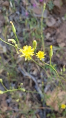 Crepis pulchra
