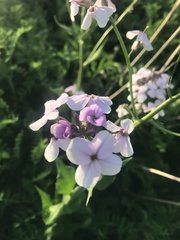 Hesperis matronalis