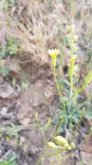 Crepis pulchra