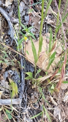 Crepis pulchra