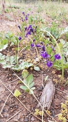 Scutellaria siphocampyloides