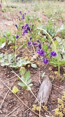 Scutellaria siphocampyloides