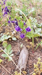 Scutellaria siphocampyloides