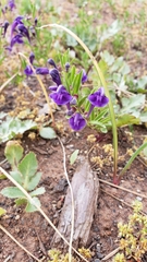 Scutellaria siphocampyloides