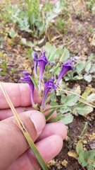 Scutellaria siphocampyloides