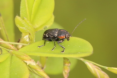 Pachybrachis luridus