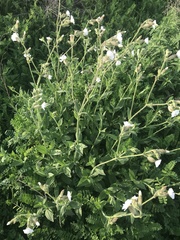Silene latifolia