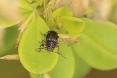 Pachybrachis luridus