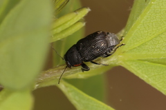 Pachybrachis luridus