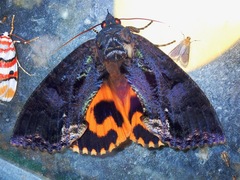 Eudocima srivijayana