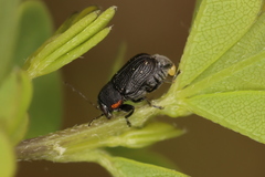 Pachybrachis luridus