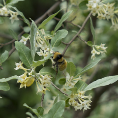 Bombus borealis