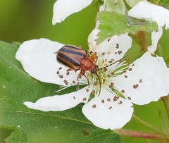 Brachysomida bivittata