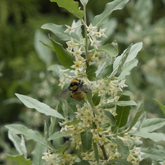 Bombus borealis