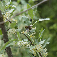 Bombus borealis