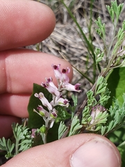 Fumaria vaillantii