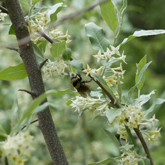 Bombus borealis