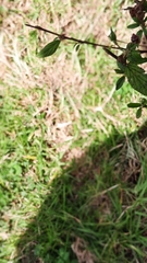 Pavonia sepium