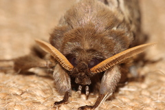 Oxycanus antipoda