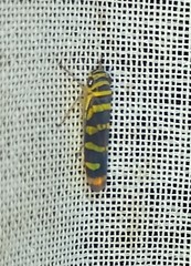 Dilobopterus quinquesignatus